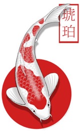 kōhaku koi